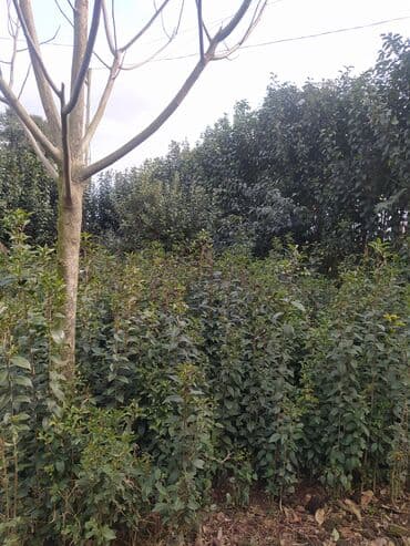 Удобрения: İlin 12 ayı həmişə yaşıl dekorativ ağaclar yarpaqları tökülmür bu at lalafo.az — 9 Удобрения: İlin 12 ayı həmişə yaşıl dekorativ ağaclar yarpaqları tökülmür bu — 9