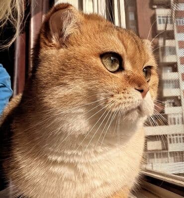 Şotland, Erkək, Cütləşmə üçün lalafo.az -da Şotland, Erkək, Cütləşmə üçün