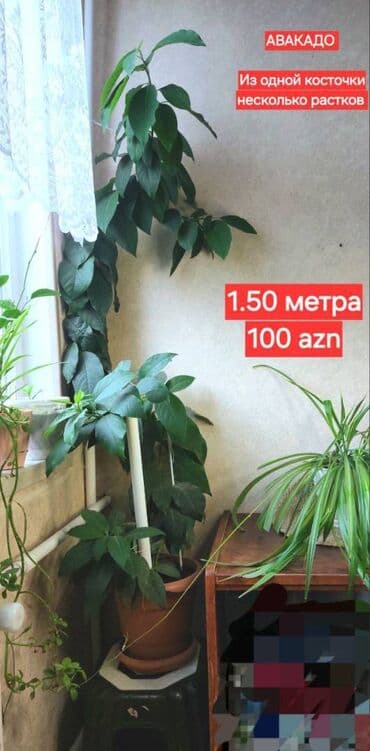 🌱 Авакадо. Красивые деревья из косточки, были посажены дома около 5-ти lalafo.az -da 🌱 Авакадо. Красивые деревья из косточки, были посажены дома около 5-ти