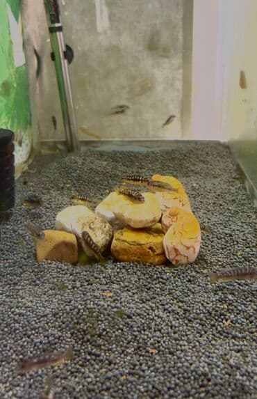 Crabro 3-4 sm lalafo.az -da Crabro 3-4 sm