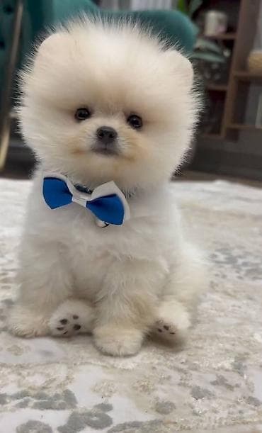 Şpitz, 2 ay, Dişi, Sənədli, Ünvandan götürmə lalafo.az -da Şpitz, 2 ay, Dişi, Sənədli, Ünvandan götürmə