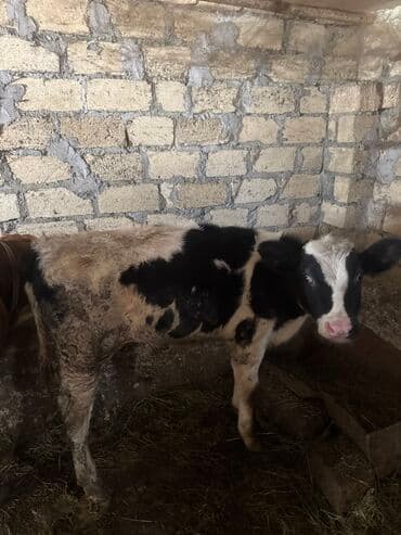 Inəklər öz qapimizin heyvnalradir saf qan simental balalari ilə lalafo.az -da Inəklər öz qapimizin heyvnalradir saf qan simental balalari ilə