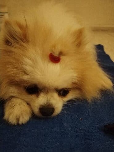 Şpitz, 8 ay, Erkek, Peyvəndli, Ünvandan götürmə lalafo.az -da Şpitz, 8 ay, Erkek, Peyvəndli, Ünvandan götürmə