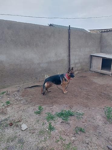 Alman çoban iti, Dişi lalafo.az -da Alman çoban iti, Dişi