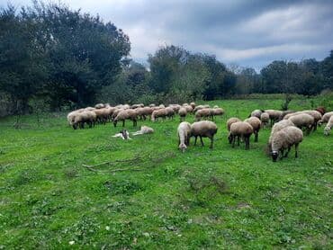 6 eded qoyun satirlir qiymet 350 m cellilabad rayon goytepe qesebesi lalafo.az -da 6 eded qoyun satirlir qiymet 350 m cellilabad rayon goytepe qesebesi