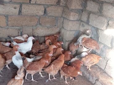 Kend colpaları kesime damazdıga meslehedi colpalar 7 m lalafo.az -da Kend colpaları kesime damazdıga meslehedi colpalar 7 m