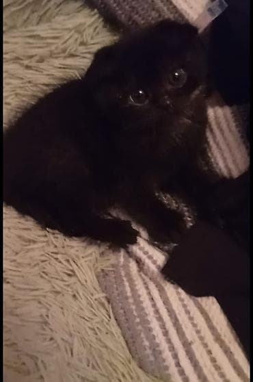 Şotland yastı qulaq, Erkək lalafo.az -da Şotland yastı qulaq, Erkək