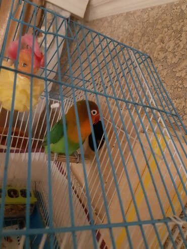 Fişer maya erkək giymət birinə aiddi lalafo.az -da Fişer maya erkək giymət birinə aiddi