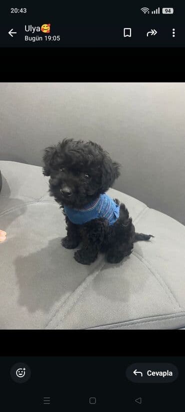 Pudel, Erkek, Peyvəndli, Ünvandan götürmə lalafo.az -da Pudel, Erkek, Peyvəndli, Ünvandan götürmə