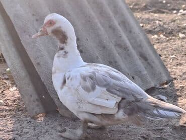 Варенье: Lal ördəklər satılır qiymət saya və cinsinə görə dəyişir at lalafo.az — 4 Варенье: Lal ördəklər satılır qiymət saya və cinsinə görə dəyişir — 4