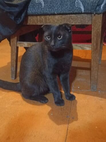 Şotland yastı qulaq, Yaxşı əllərə lalafo.az -da Şotland yastı qulaq, Yaxşı əllərə