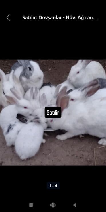 Məhsul: Dovşanlar - Rəng: əsasən ağ, bəzi ləkəli/boz qarışıqlı lalafo.az -da Məhsul: Dovşanlar - Rəng: əsasən ağ, bəzi ləkəli/boz qarışıqlı