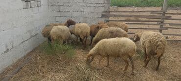 Dişi, il: 5, 5 kq, Damazlıq, Ünvandan götürmə lalafo.az -da Dişi, il: 5, 5 kq, Damazlıq, Ünvandan götürmə