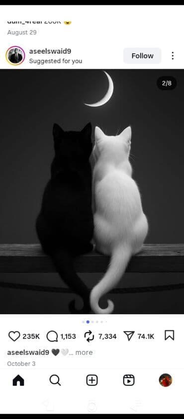 Məhsul: Qara-ağ pişiklər temalı bədii poster Təsvir: - Qrafika lalafo.az -da Məhsul: Qara-ağ pişiklər temalı bədii poster Təsvir: - Qrafika