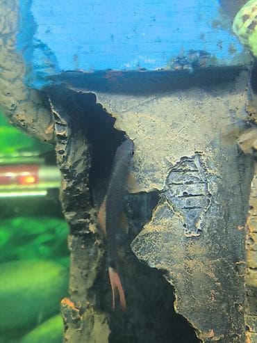 Akula balığı, Yırtıcı lalafo.az -da Akula balığı, Yırtıcı