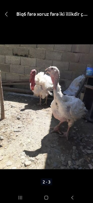 Biq6 hinduşqaları satılır xoruz fərə sağlam hinduşqalardı xoruz tam lalafo.az -da Biq6 hinduşqaları satılır xoruz fərə sağlam hinduşqalardı xoruz tam