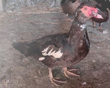 Erkək, | Lal ördək, Damazlıq, Ünvandan götürmə lalafo.az -da Erkək, | Lal ördək, Damazlıq, Ünvandan götürmə