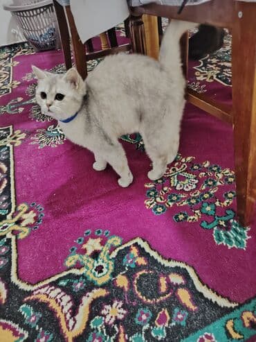 Britan lalafo.az -da Britan