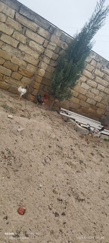 Xoruz, il: 4, Ünvandan götürmə lalafo.az -da — 2 Xoruz, il: 4, Ünvandan götürmə — 2