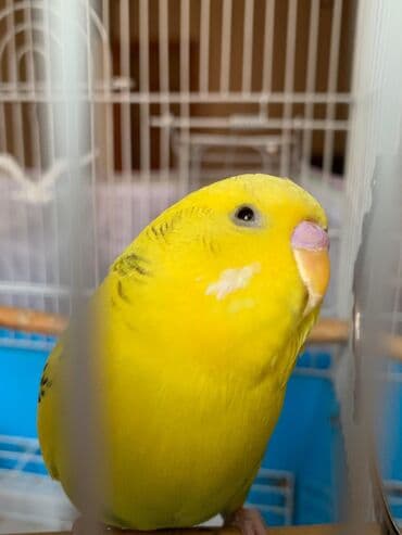 Danışan tutuquşu 9 aylıqdı erkəydi ələ ciyinə öyrənib qəfəs ilə 75 lalafo.az -da Danışan tutuquşu 9 aylıqdı erkəydi ələ ciyinə öyrənib qəfəs ilə 75