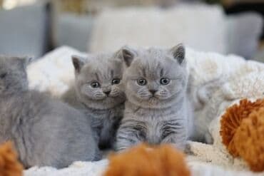 Britan lalafo.az -da Britan