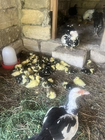 15 iyulda çıxmış yerli cins lal ördək balaları satılır.Vitaminli yemlə at lalafo.az 15 iyulda çıxmış yerli cins lal ördək balaları satılır.Vitaminli yemlə