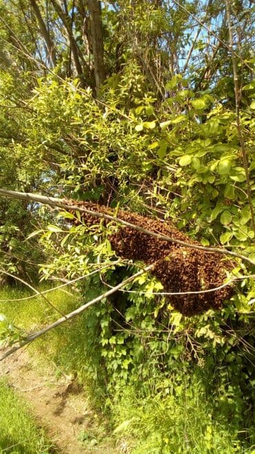 Karnika sortlu,ana arılar satılır.2025 lalafo.az -da Karnika sortlu,ana arılar satılır.2025