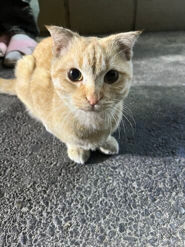 Yaxşı əllərə lalafo.az -da Yaxşı əllərə