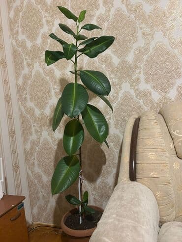 Fikus elastika (Rezin ağacı) – otaq bitkisi - Növ: Ficus elastica lalafo.az -da Fikus elastika (Rezin ağacı) – otaq bitkisi - Növ: Ficus elastica