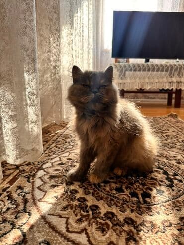 Şotland uzun tüklü, Dişi, Yaxşı əllərə, Pulsuz çatdırılma lalafo.az -da Şotland uzun tüklü, Dişi, Yaxşı əllərə, Pulsuz çatdırılma