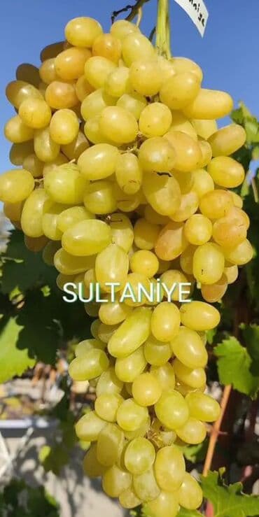 Ləpələr: Üzüm tingləri və süfrə-sortları - Avatar (şirin barmaqvari qara lalafo.az -da — 10 Ləpələr: Üzüm tingləri və süfrə-sortları - Avatar (şirin barmaqvari qara — 10