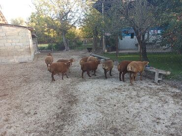 3aylığ südəmər quzular satılır,diri çəkisi 10manatdı. Tək-tək lalafo.az -da 3aylığ südəmər quzular satılır,diri çəkisi 10manatdı. Tək-tək
