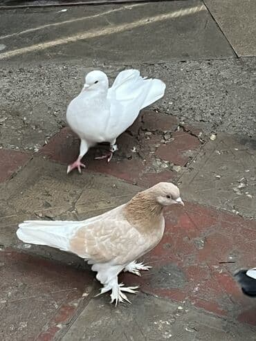 Sari lelekli maya saglam qizgim heyvandi unvan sabuncu lalafo.az -da Sari lelekli maya saglam qizgim heyvandi unvan sabuncu