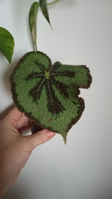 Begonia Masoniana (Iron Cross Begonia) – dekorativ yarpaqlı otaq lalafo.az -da Begonia Masoniana (Iron Cross Begonia) – dekorativ yarpaqlı otaq