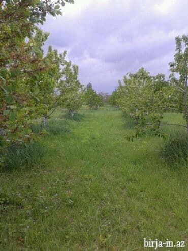 200 sot lalafo.az -da 200 sot