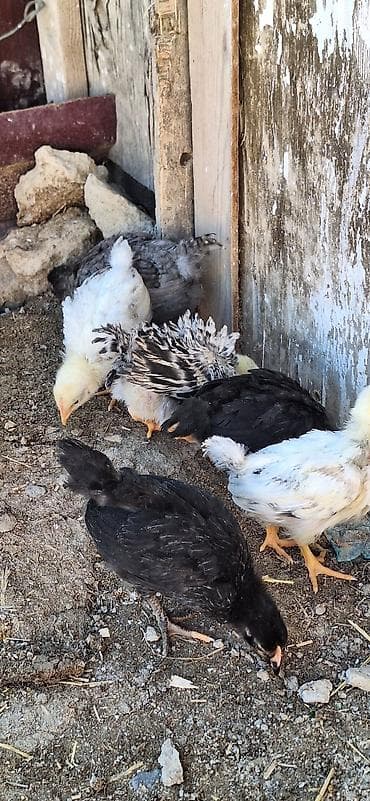 Toyuq cücələri, Damazlıq lalafo.az -da Toyuq cücələri, Damazlıq