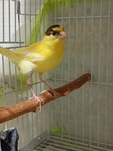 Bülbül cavan ərkək qiymət birinə ayitdi lalafo.az -da Bülbül cavan ərkək qiymət birinə ayitdi