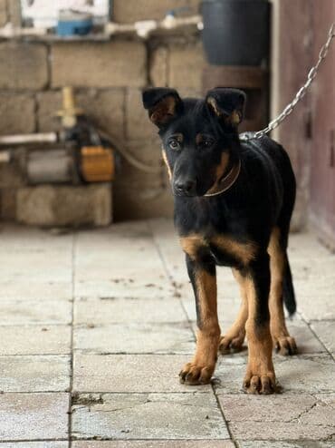 4 ay, Erkek, Peyvəndli, Ünvandan götürmə, Ödənişli çatdırılma, Rayonlara çatdırılma lalafo.az -da 4 ay, Erkek, Peyvəndli, Ünvandan götürmə, Ödənişli çatdırılma, Rayonlara çatdırılma