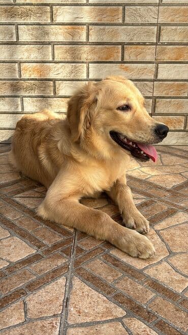 Retriever, 6 ay, Erkek, Peyvəndli, Ödənişli çatdırılma, Ünvandan götürmə lalafo.az -da Retriever, 6 ay, Erkek, Peyvəndli, Ödənişli çatdırılma, Ünvandan götürmə