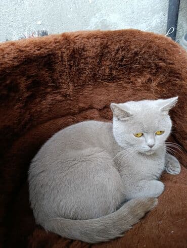 Britan lalafo.az -da Britan