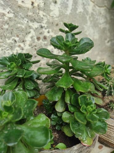 Skulent növləri.qiyməti 3manatdan başlayır.Sumqayıt içi çatdırma var lalafo.az -da Skulent növləri.qiyməti 3manatdan başlayır.Sumqayıt içi çatdırma var