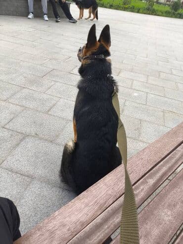 Alman çoban iti, 5 ay, Erkek lalafo.az -da Alman çoban iti, 5 ay, Erkek