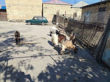 Dişi, il: 1, Damazlıq, Ünvandan götürmə lalafo.az -da Dişi, il: 1, Damazlıq, Ünvandan götürmə