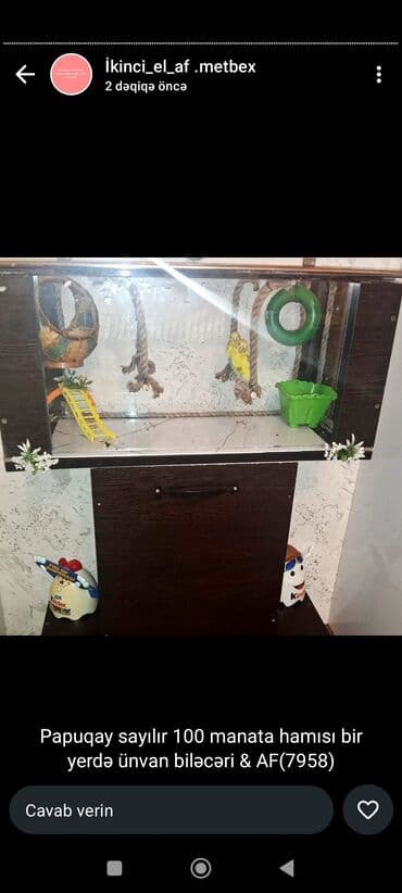 Papuqaylar və xüsusi hazırlanmış şkaf-tipli yuva komplekti - lalafo.az -da Papuqaylar və xüsusi hazırlanmış şkaf-tipli yuva komplekti -