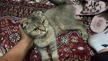 Şotland yastı qulaq, Dişi, Ödənişli çatdırılma lalafo.az -da Şotland yastı qulaq, Dişi, Ödənişli çatdırılma