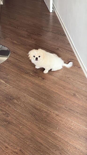 Pekines, 4 ay, Erkek lalafo.az -da Pekines, 4 ay, Erkek