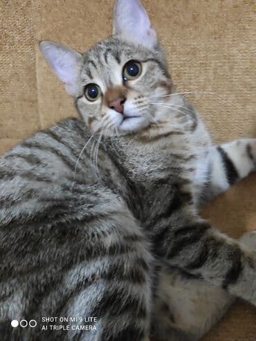 Ev pişiyi SAHİBLƏNDİRİLİR.
Təmənnasız. Qum tərbiyəsi var lalafo.az -da Ev pişiyi SAHİBLƏNDİRİLİR.
Təmənnasız. Qum tərbiyəsi var