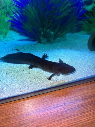Aksolotl ilə tam akvarium dəsti Akvariumun uzuluqu-44 sm Hundurluyu - lalafo.az -da Aksolotl ilə tam akvarium dəsti Akvariumun uzuluqu-44 sm Hundurluyu -