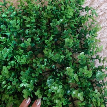 Dekor tezedi asilganlidi. şekildeki kimi. müxtelif dibceklerin icine lalafo.az -da Dekor tezedi asilganlidi. şekildeki kimi. müxtelif dibceklerin icine