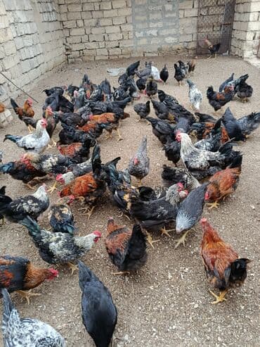 Salam alkm
beçeler -20azn
fərələr-15Azn lalafo.az -da Salam alkm
beçeler -20azn
fərələr-15Azn